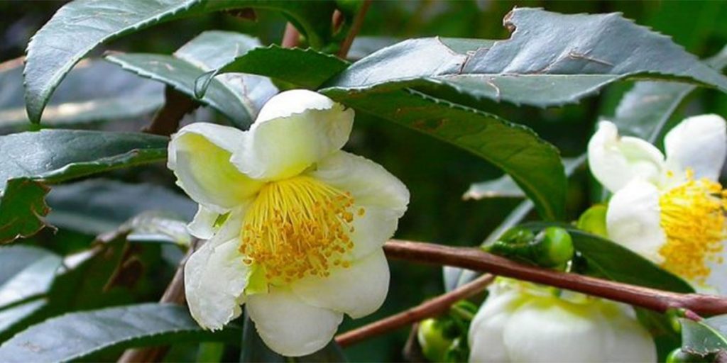 Camellia sinensis Flor qual é extraido o chá branco | Magna Vita Produtos Naturais