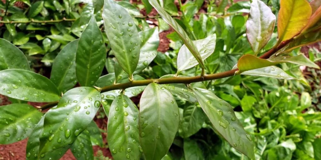 Quais são os benefícios da Planta Orapronobis | Magna Vita Produtos Naturais